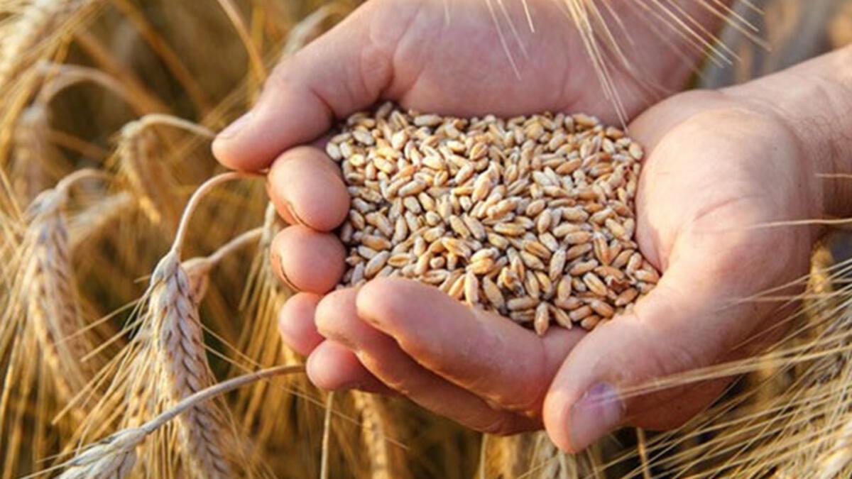 Polonya ve Macaristan’ın akabinde Slovakya da Ukrayna tahıl ithalatını durdurduslovakya,ukrayna,tahıl ithalatı,