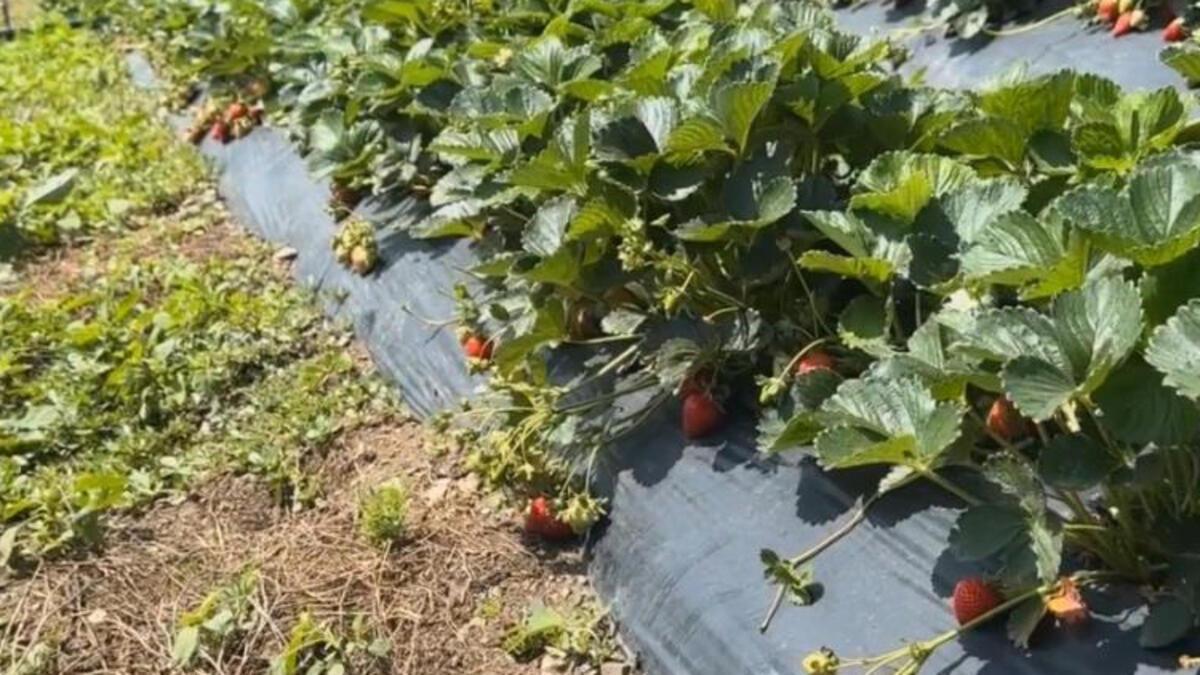 Çiftçiler devlet takviyeli çilek bahçesi kurup üretime geçti
