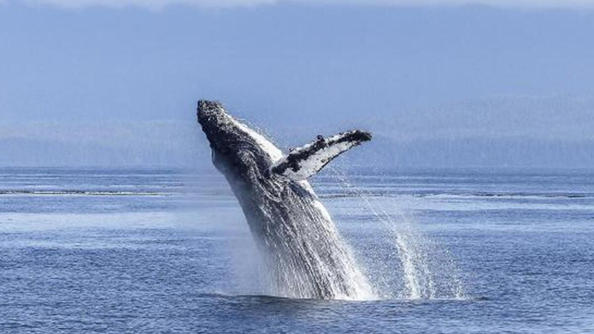 İzlanda hükümeti, ölmeleri uzun sürdüğü için balina avını süreksiz olarak durdurdu