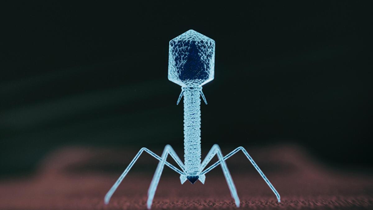 Koronavirüsün yararlı küçük kuzeni geleceğin tedavisi mi? İnsanlığın yeni umudu: Bakteriyofaj
