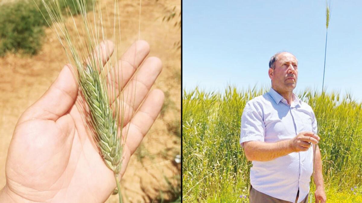 Konya Ovası’nda 180 santimetre buğday yetişti