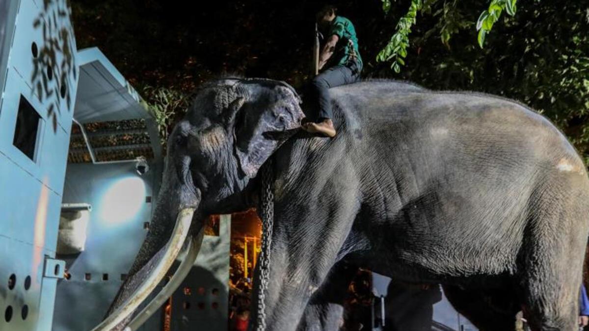 Tayland, Budist Tapınağı’nda azap gören fili geri aldı