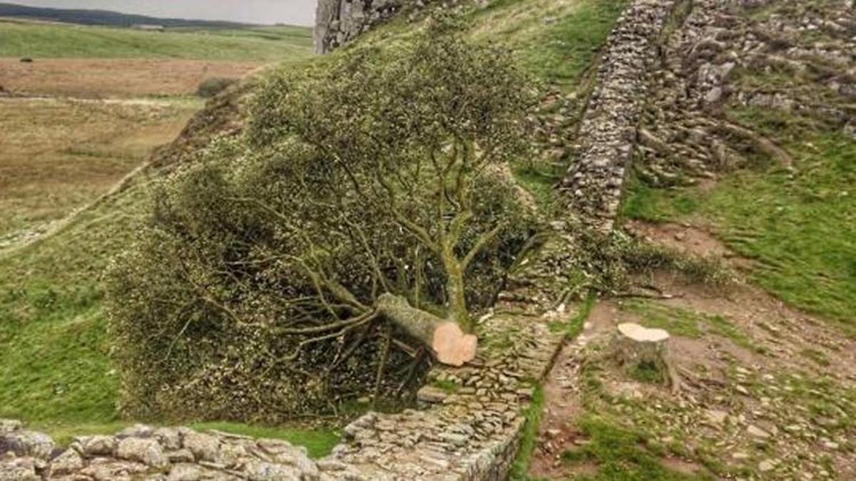 300 yıllık ağacı kesti, gözaltına alındı!