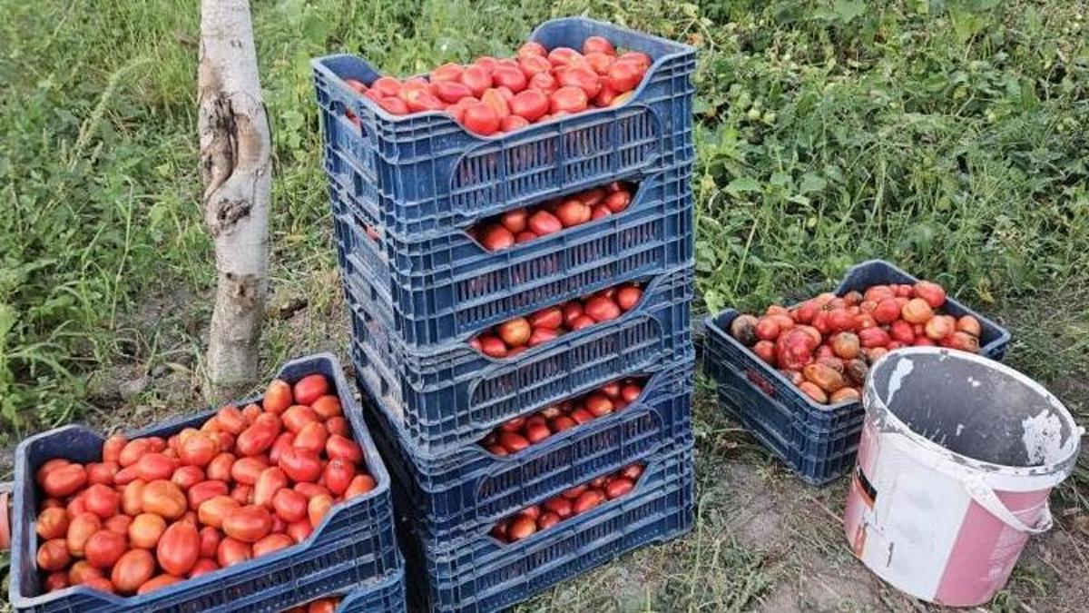 Üreticilerden domates fiyatı yansısı