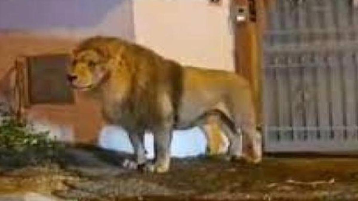 Toplumsal medya bu imajları konuşuyor: Sirkten kaçan aslan İtalya sokaklarında gezintiye çıktı