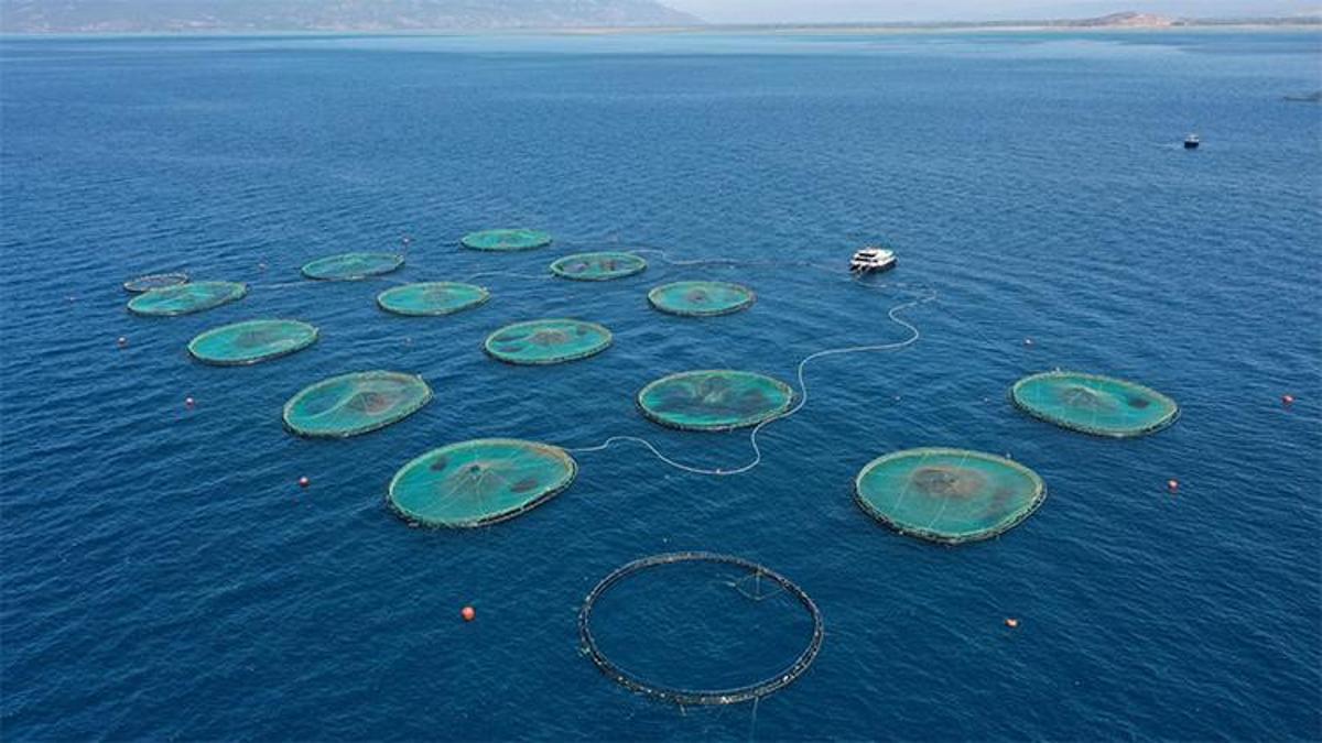 Türk balık üreticisine milletlerarası yatırım